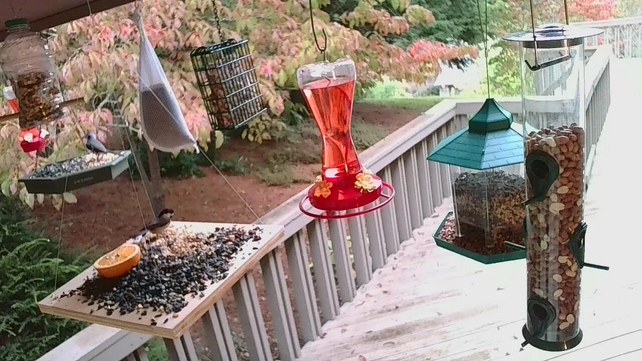 Live Oct 05 2021 Bird Feeder in Asheville NC. In the mountains