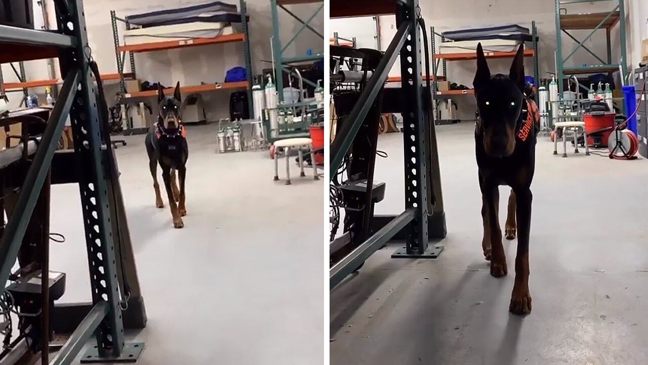 Doberman Playfully Stalks The Camera