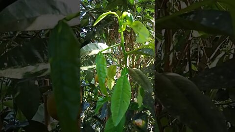 Pomelo tree has new leaves, flowers and fruit, and still some old fruit on the tree 29th August 2021