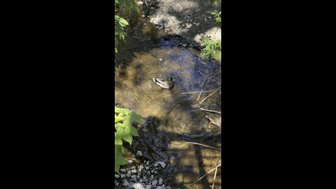 Mallard 🦆 Ducks