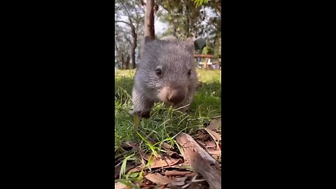 Wombat ｜ The Cute Giant Fur Ball