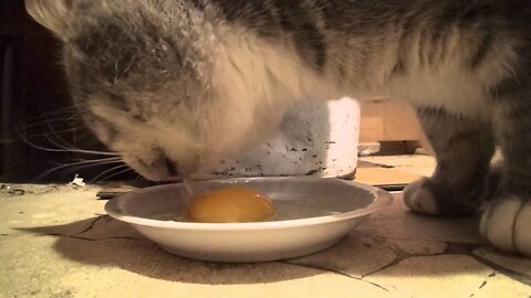 Cat eating egg yolk. Closeup FullHD - enjoy.