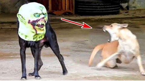 Funniest Videos 2022 😂 Funny Cats 🐱 and Dogs 🐶