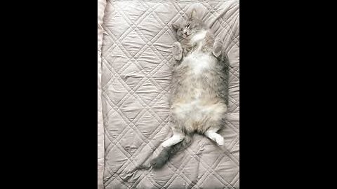 Cute cat relaxing on a couch 😂😇