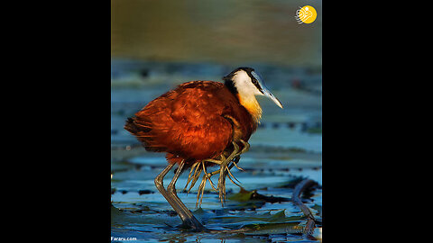 Bulbul Singing