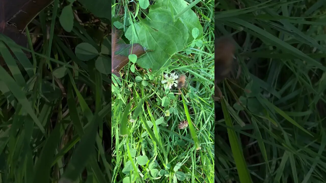Clover and Honey Bees