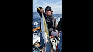 (14) 03/10/2015 - Yellowtail fishing aboard the San Diego out of Seaforth Sportfishing.