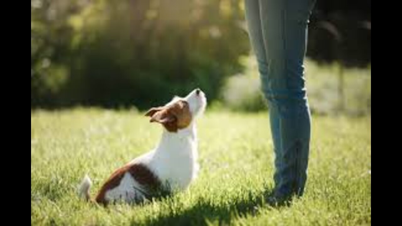 Training Your Dog Fundamentals 4th Lesson