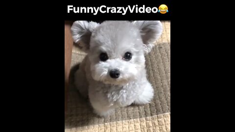 Mr FunnyCrazyVideo😂 Just Incredible Video Funny and Crazy #Like Follow for Follow 🥰