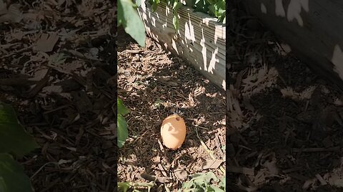 Have you ever seen one? - Dad Joke incoming. #chickens #farmlife #homesteading #dadjokes