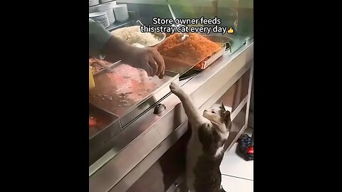 Funniest cats 😻 In The World 🌎 🤣 Funny And Fails Peats video