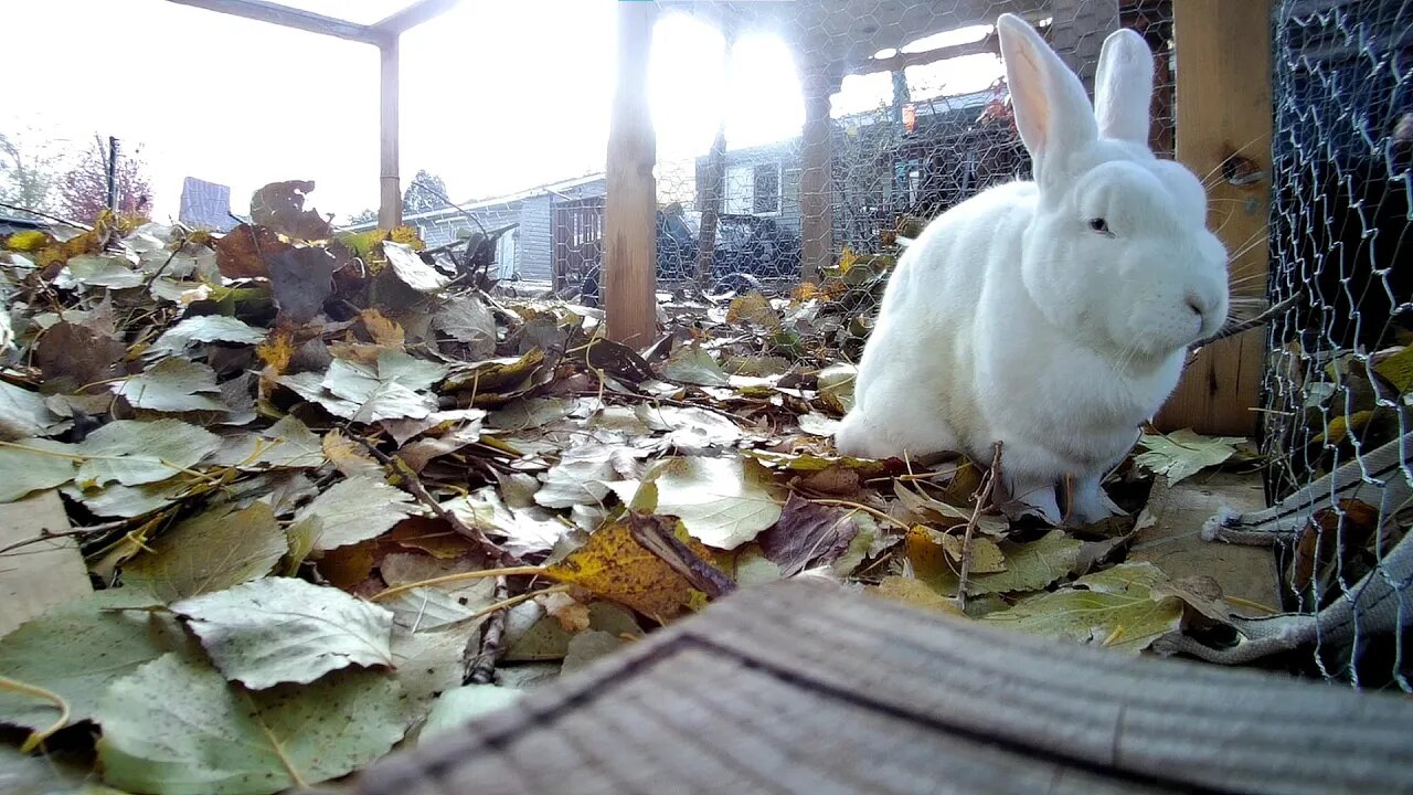 Shadow the white rabbit chillin in the tractor