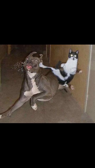 Cute dogs and cats funny video😆