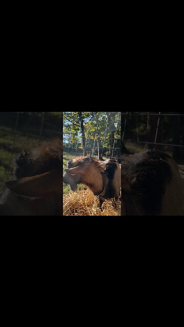 Is he going to make it? 😟 #farmlife #nigeriandwarf #barberpole #goats