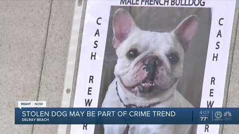 Missing French bulldog may be part of crime trend