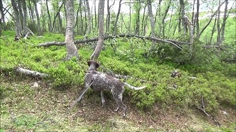 Andåa fjellet våren 2019 Haltdalen