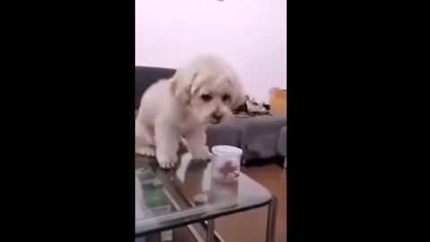 Spoiled Dog || Try not to laugh 😂|| Cute Funny Dogs 😸