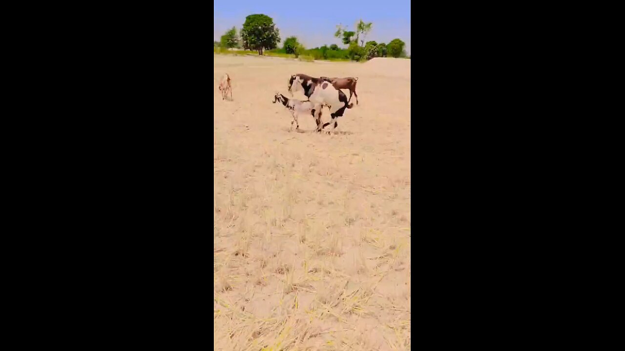 animal fani video