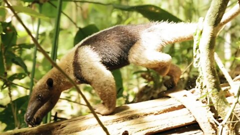 Most Amaizing Movement Of Wild Animals 2022 ll #sabircool ll #wildlife #youtube