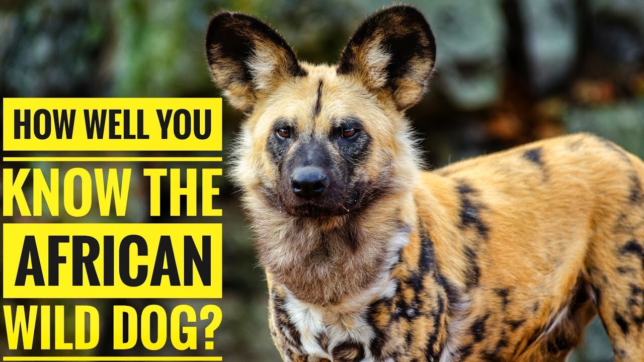 African Wild Dog || Description, Characteristics and Facts!