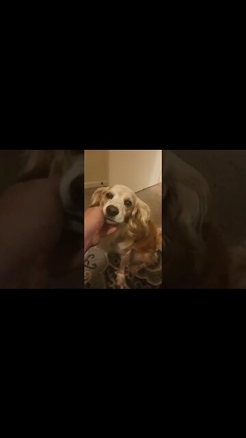 PUPPY DOG CUTENESS OVERLOAD