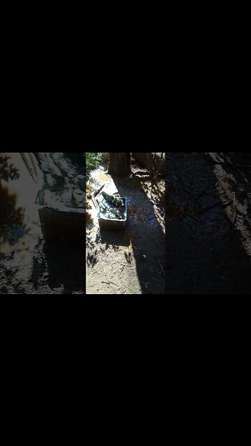 Muscovy ducks in the water 30th July 2021