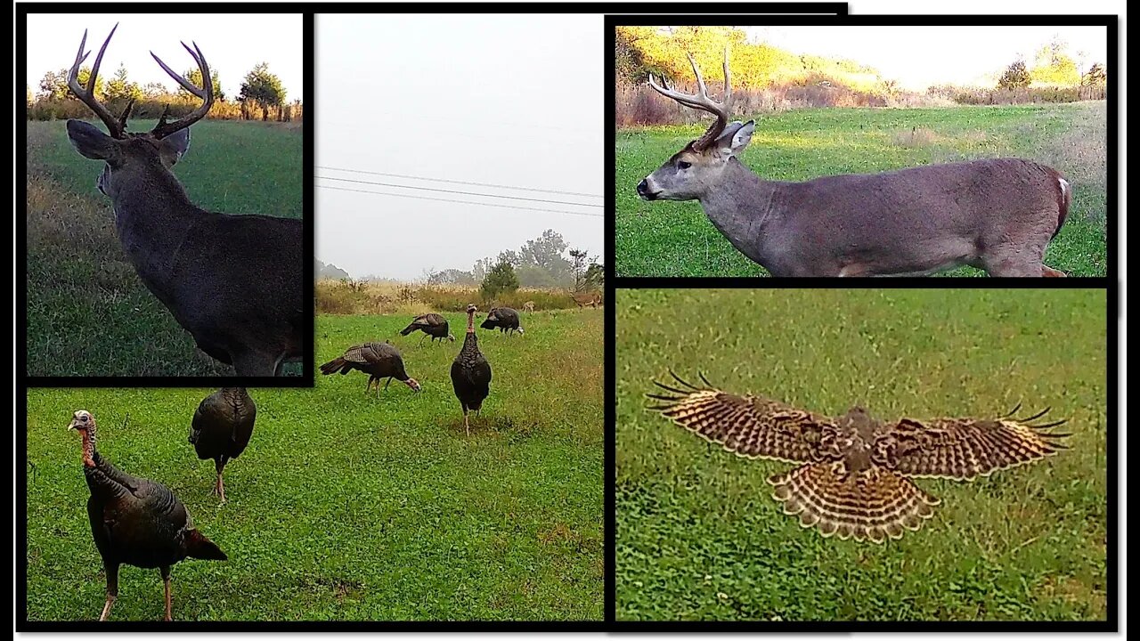 Trail cam time lapse during prime November rut on one of my Best food plots-Southern Illinois farm!