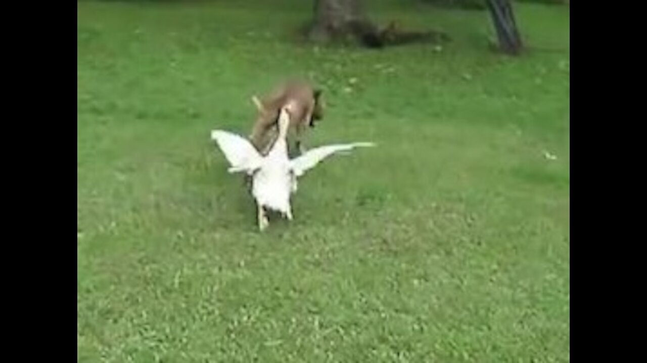 Combat amical entre un chien et un canard