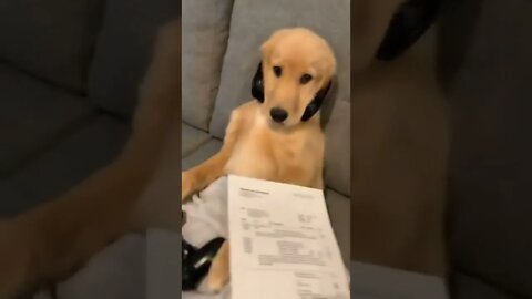 #shorts Смешные Собаки Из Тик Тока 246 Funny Dogs From Tiktok