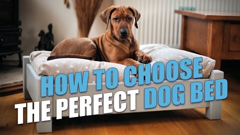 Top 5 Best Dog Beds Review in 2022