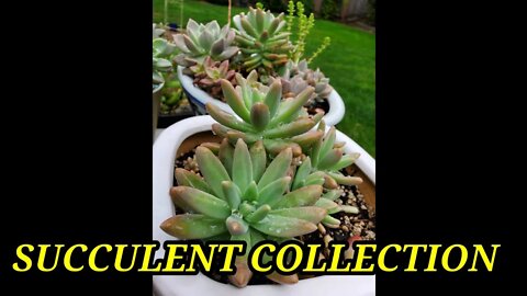 MY SUCCULENT COLLECTION