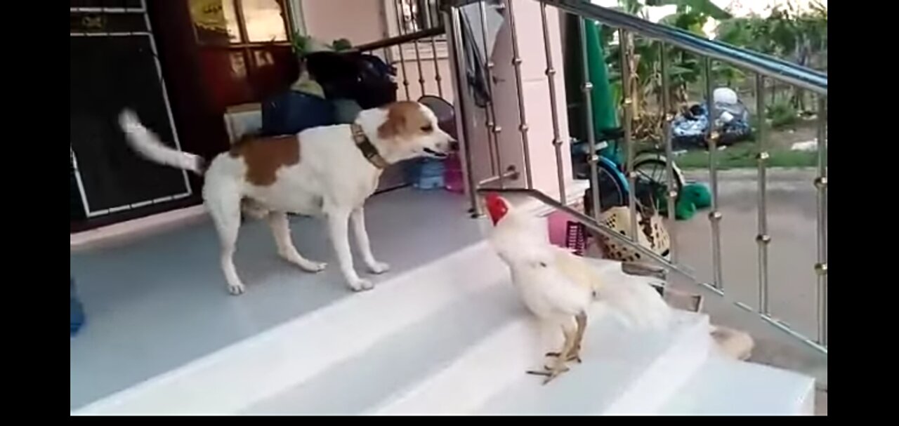 CHICKEN VERSUS DOG