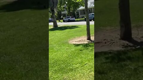 Following The Squirrels