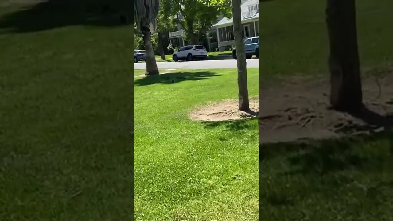 Following The Squirrels