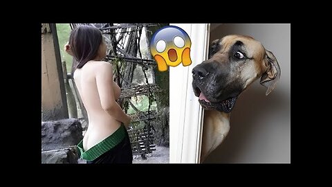 Funny Animals Adorable Cats and Dogs 2022 #50 OUR FUNNY ANIMALS