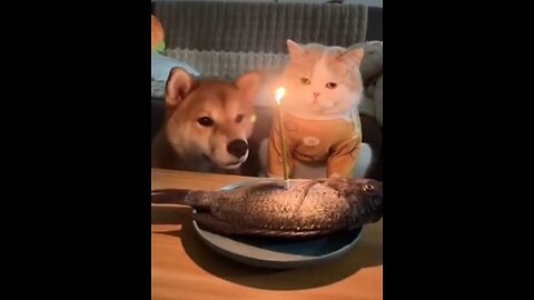 Funniest Cat And Dogs Funny Animal Videos 2022