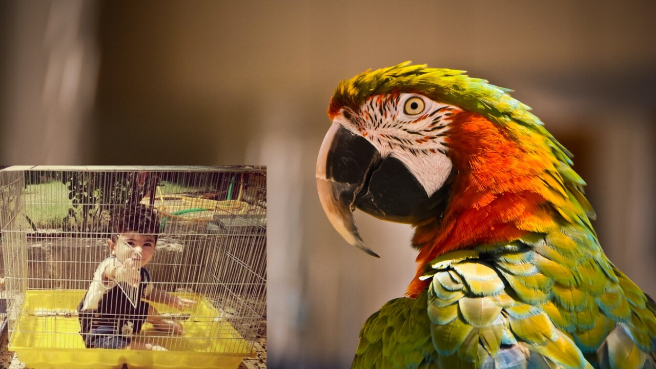 The smallest breeder of the African Casco parrot