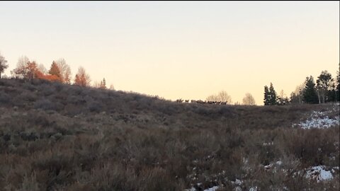My Last Elk Rifle Hunt of 2021