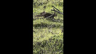 Ground Squirrel Uses Birds as Alarm