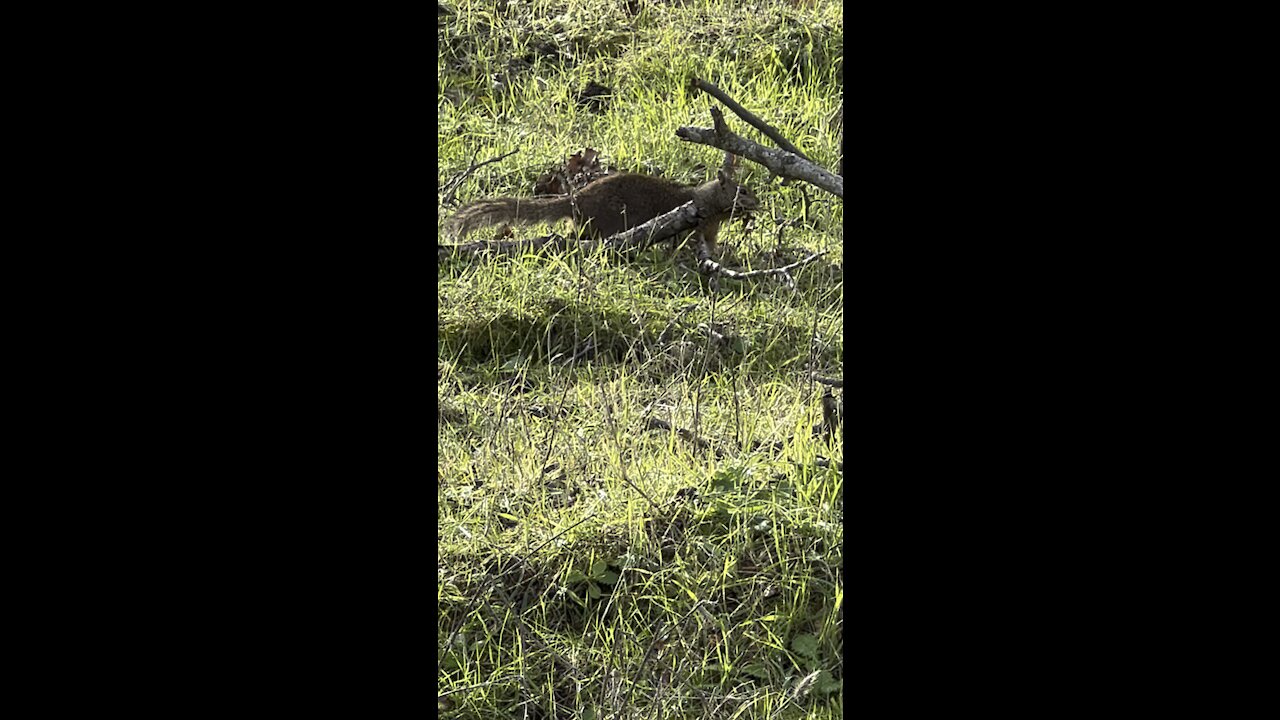 Ground Squirrel Uses Birds as Alarm