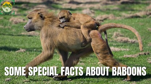 Interesting facts about Baboons | ANIMALS PEA