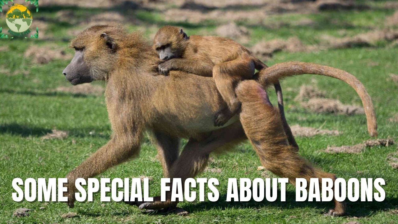 Interesting facts about Baboons | ANIMALS PEA