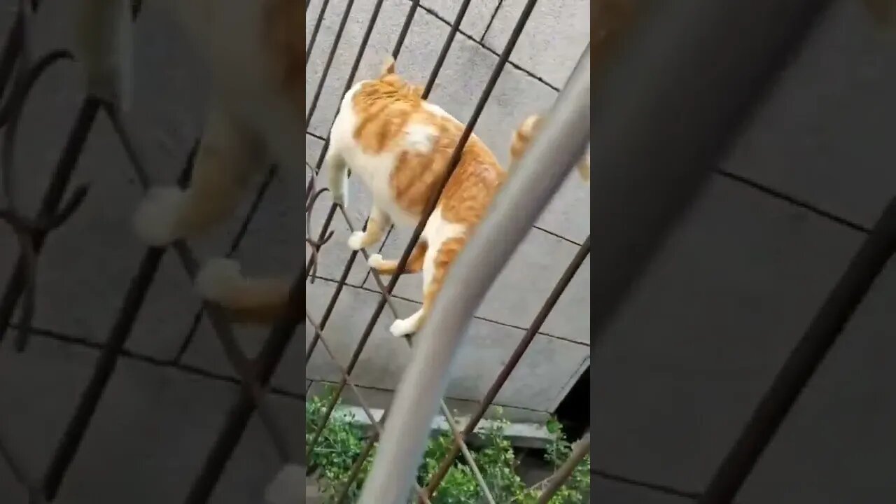 When there’s a will, there’s a way! 😳 #Shorts #tiktok #catlover