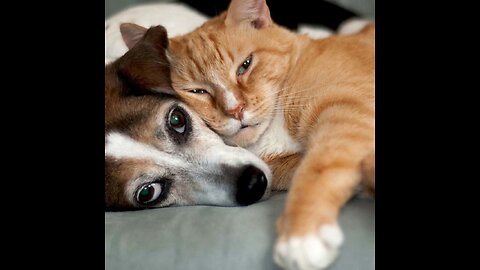 Funny Cat & Dog # Videos 😂 - 😺 😍 💢💢💥 💥 part1