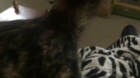 Speedie gettin comfy