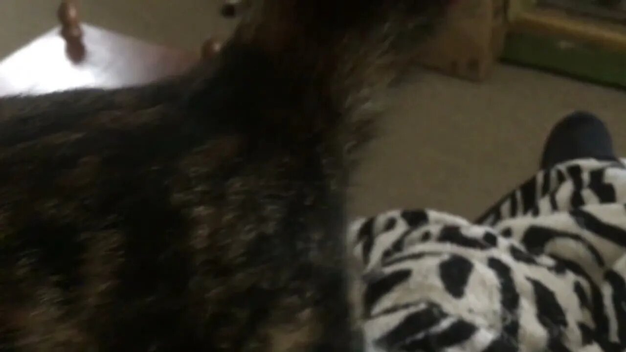 Speedie gettin comfy