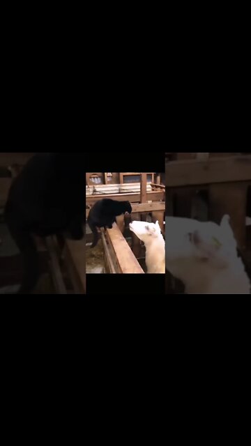 Best Funny Cat Videos| Try Not To Laugh| #shorts