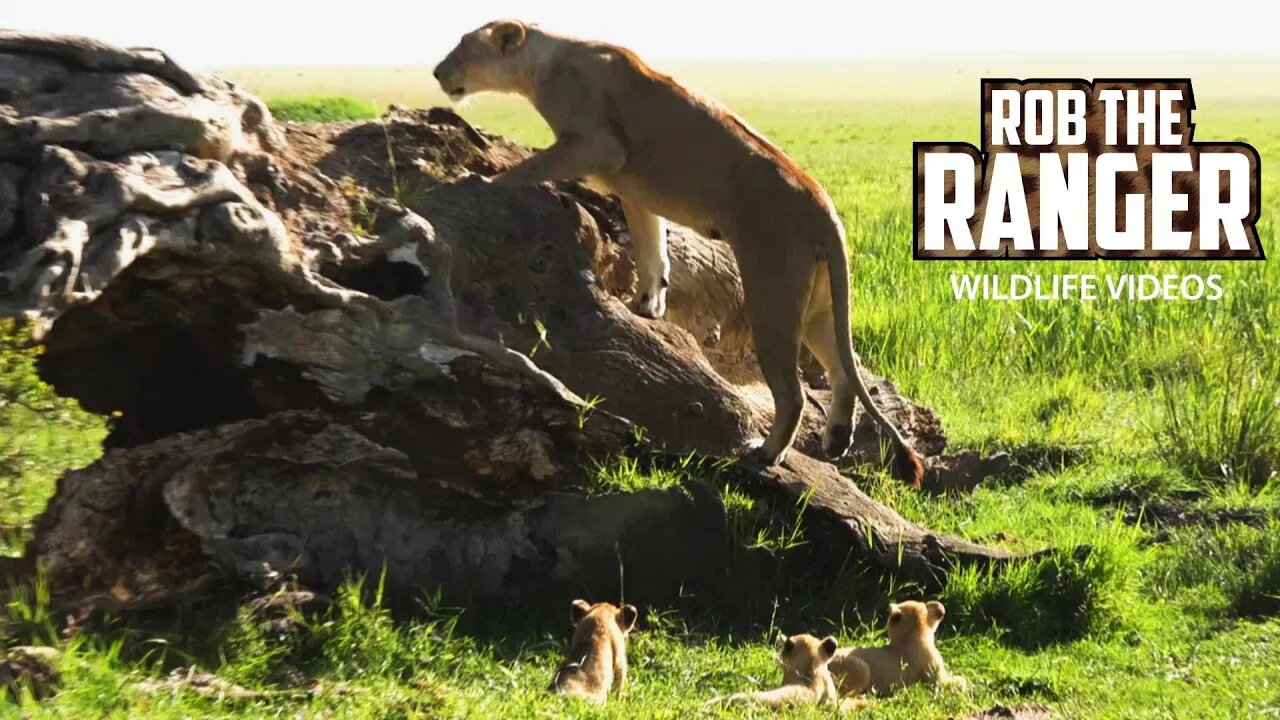 Marsh Pride Lioness | Kito And Cubs | Lions Of The Mara | Zebra Plains