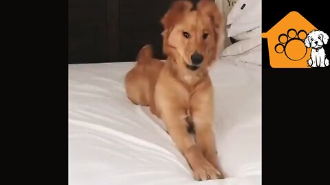 Funny dog dance