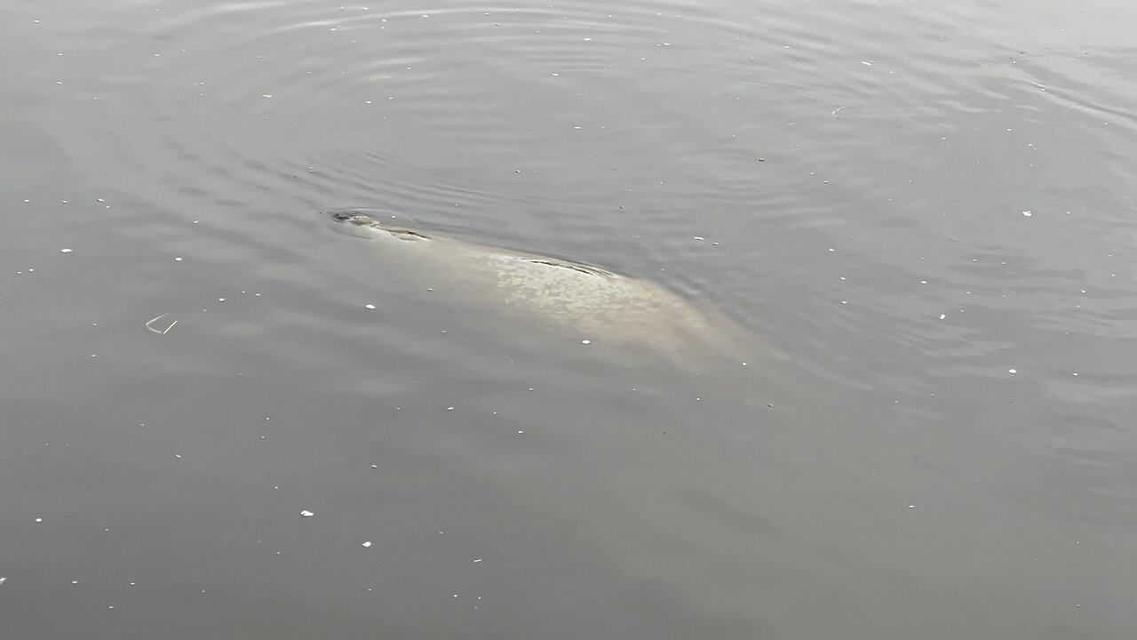 Manatee Park Fort Myers, FL 12/26/2022 (Widescreen) #4K #HDR #DolbyVision